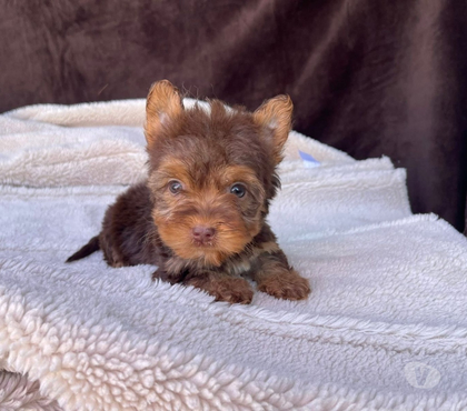 Gatos en Venta Santiago Santiago - Fotos de Cachorros raza yorkshire únicos