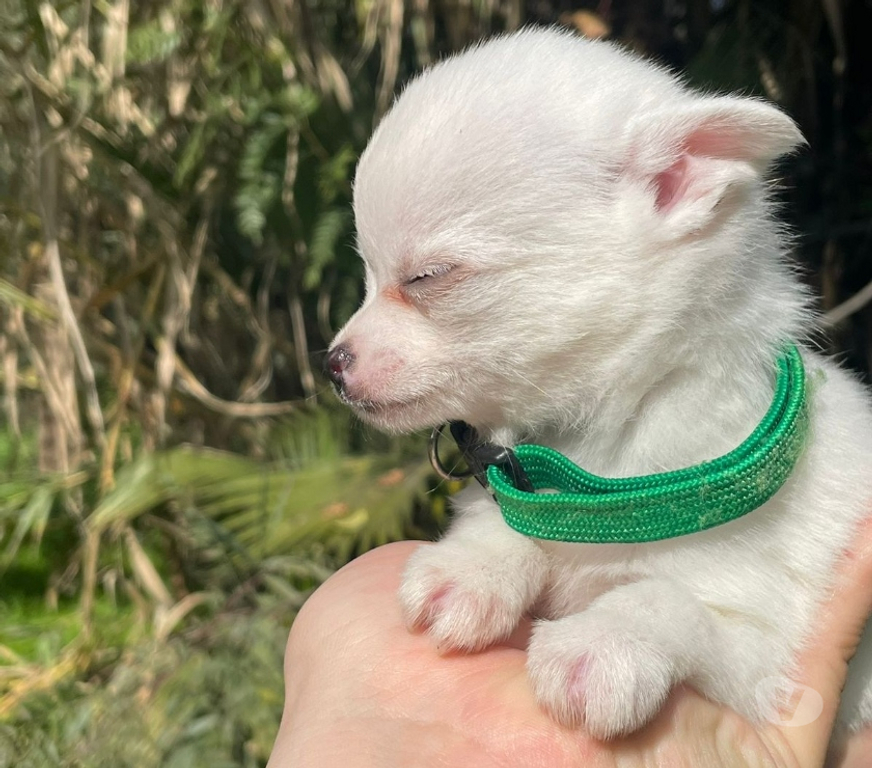 Gatos en Venta Cordillera Puente Alto - Fotos de Chihuahuas blancos nieve machos