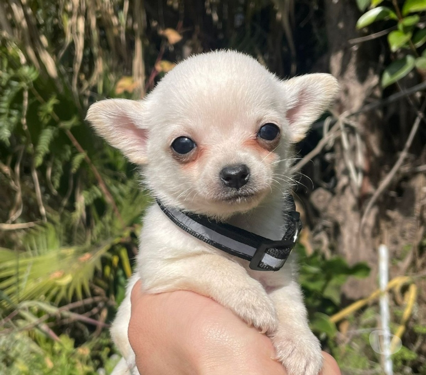 Gatos en Venta Cordillera Puente Alto - Fotos de Chihuahuas blancos nieve machos