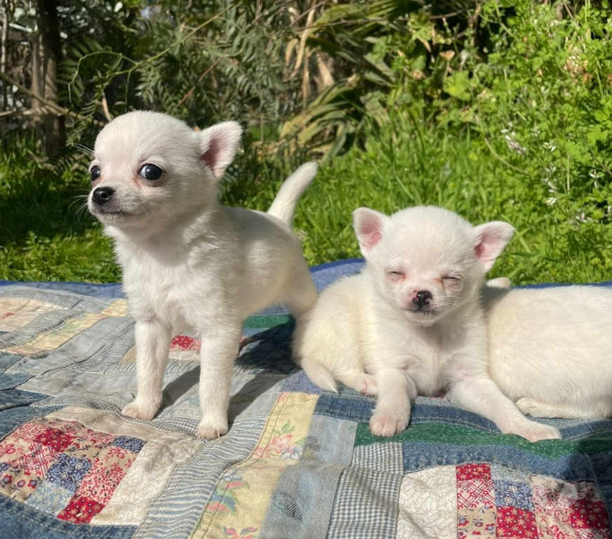 Gatos en Venta Cordillera Puente Alto - Fotos de Chihuahuas blancos nieve machos