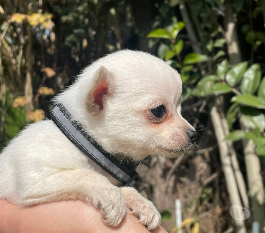 Gatos en Venta Cordillera Puente Alto - Fotos de Chihuahuas blancos nieve machos