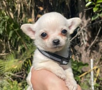 Chihuahuas blancos nieve machos