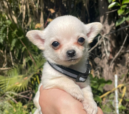Gatos en Venta Puente Alto Cordillera - Fotos de Chihuahuas blancos nieve machos