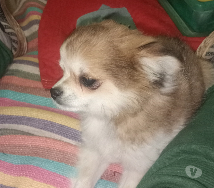 Gatos en Venta Cordillera Puente Alto - Fotos de Chihuahua tricolor pelo largo macho