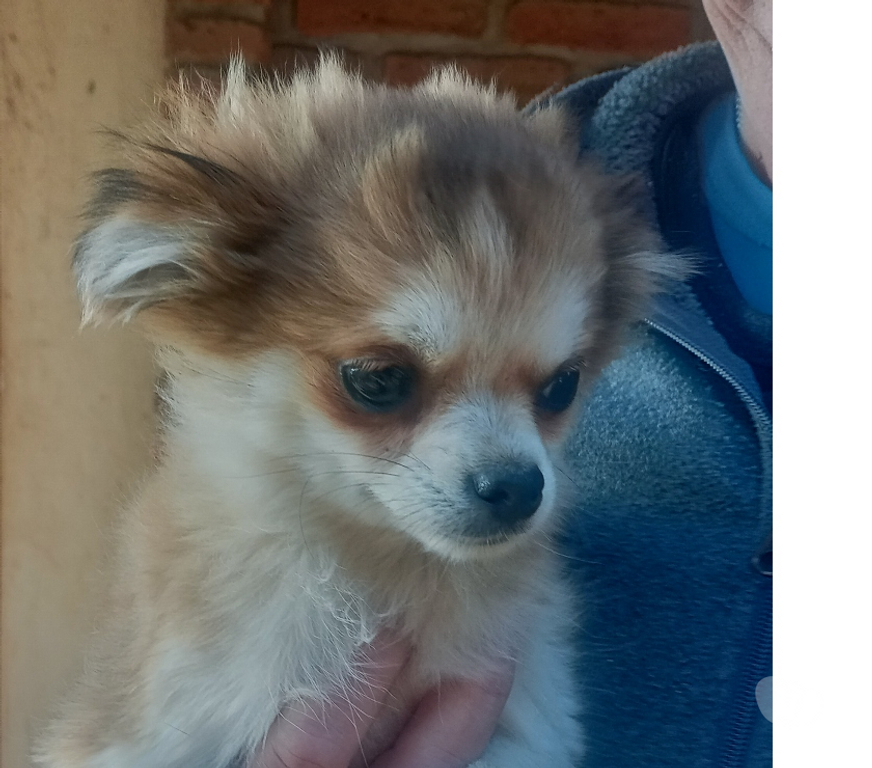 Gatos en Venta Cordillera Puente Alto - Fotos de Chihuahua tricolor pelo largo macho