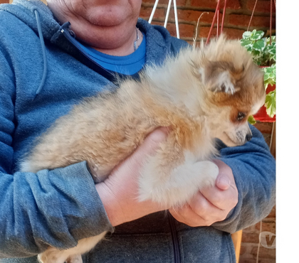 Venta de Mascotas Puente Alto Cordillera - Fotos de Chihuahua tricolor pelo largo macho