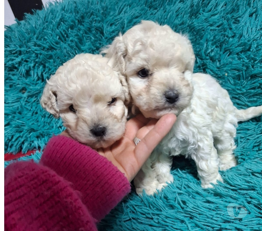 Gatos en Venta Santiago Estación Central - Fotos de Bellos macho poodle