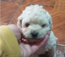 Bellos macho poodle