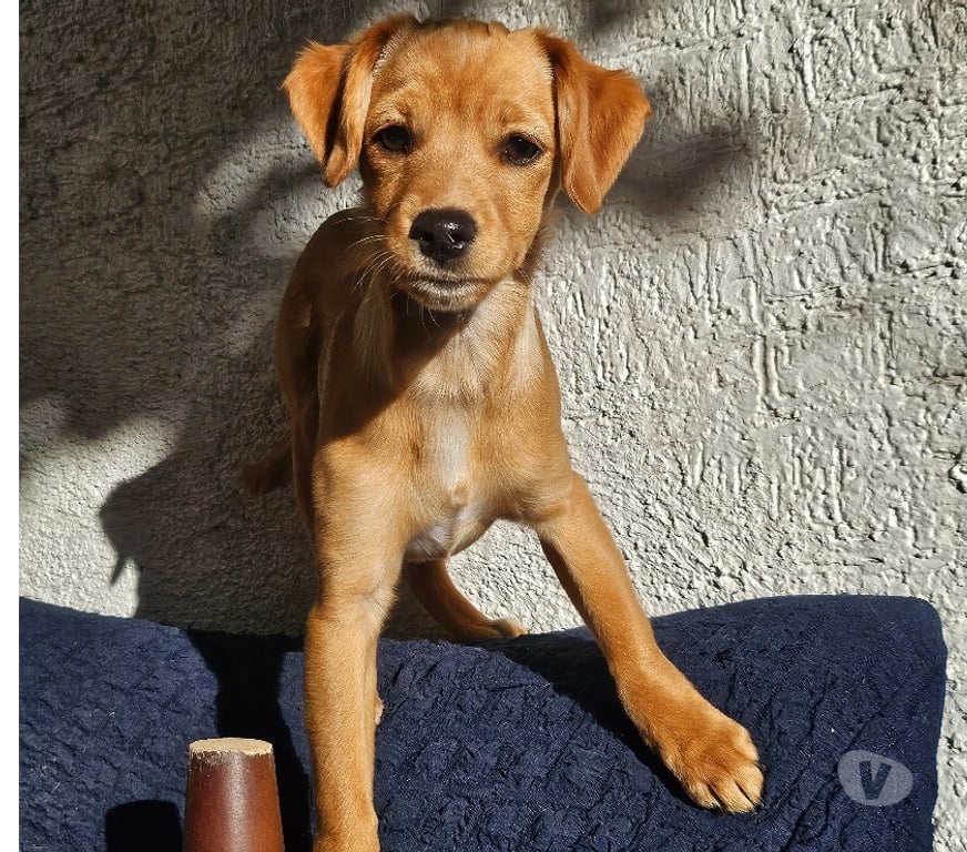 Adopción ed Animales Santiago San Miguel - Fotos de Perrita de 5 meses aprox en adopción