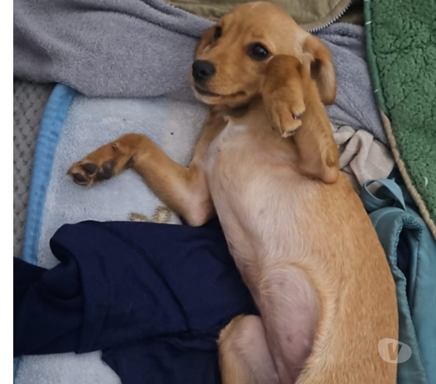 Adopción ed Animales Santiago San Miguel - Fotos de Perrita de 5 meses aprox en adopción