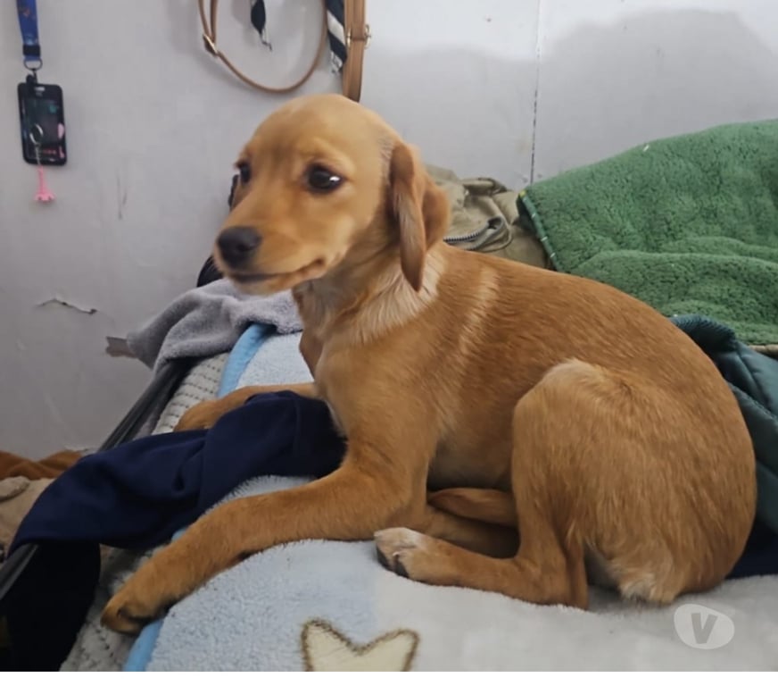 Adopción ed Animales Santiago San Miguel - Fotos de Perrita de 5 meses aprox en adopción