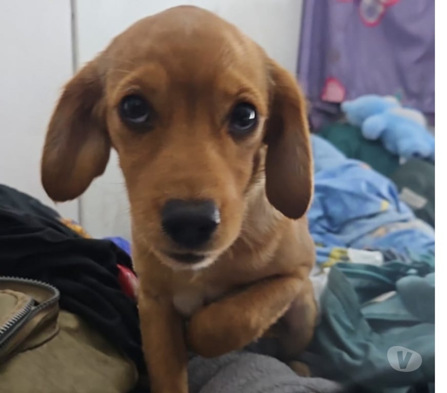 Adopción ed Animales Santiago San Miguel - Fotos de Perrita de 5 meses aprox en adopción