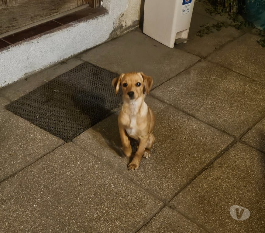 Adopción ed Animales Santiago San Miguel - Fotos de Perrita de 5 meses aprox en adopción