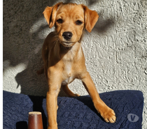 Perrita de 5 meses aprox en adopción
