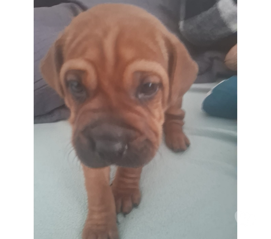 Gatos en Venta Talca Talca - Fotos de Se Vende Cachorro raza Dogo de Burdeos
