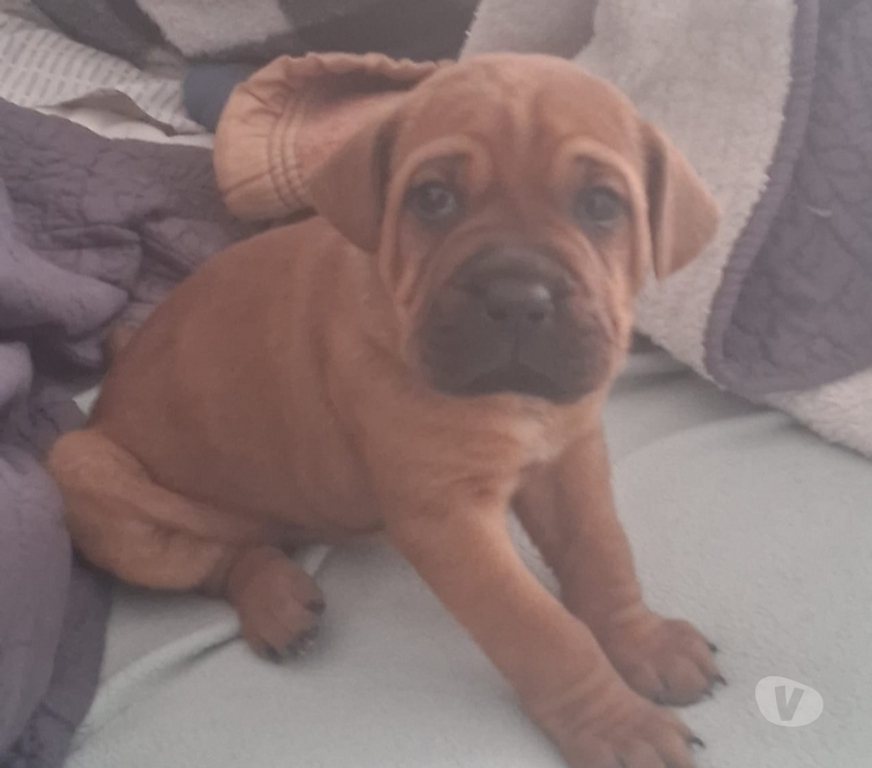 Gatos en Venta Talca Talca - Fotos de Se Vende Cachorro raza Dogo de Burdeos