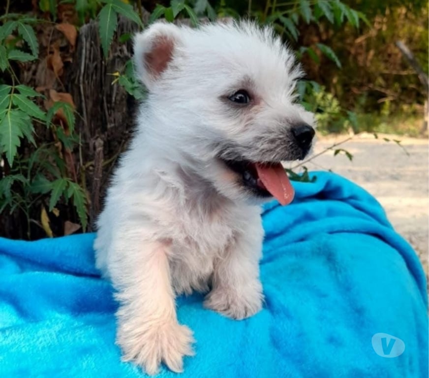 Gatos en Venta Cautín Temuco - Fotos de Cachorros west lindos