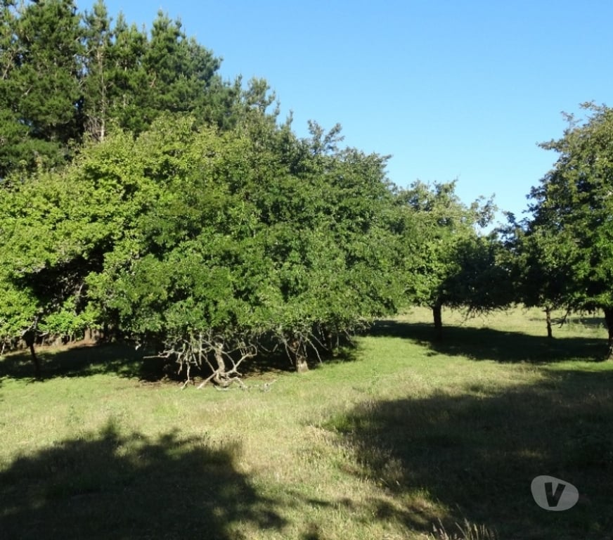 Parcelas en Venta Llanquihue Fresia - Fotos de VENTA DE TERRENO EN FRESIA.