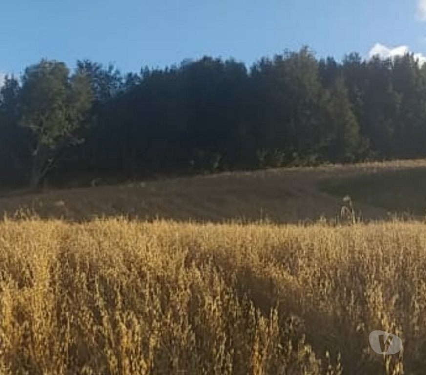 Parcelas en Venta Llanquihue Fresia - Fotos de VENTA DE TERRENO EN FRESIA.