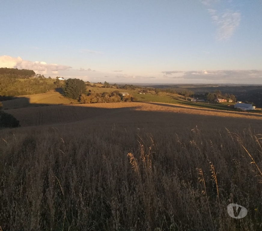 Parcelas en Venta Llanquihue Fresia - Fotos de VENTA DE TERRENO EN FRESIA.