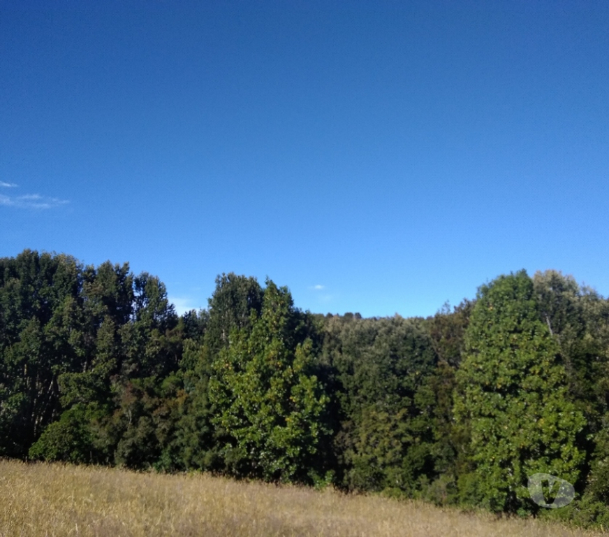 Parcelas en Venta Llanquihue Fresia - Fotos de VENTA DE TERRENO EN FRESIA.