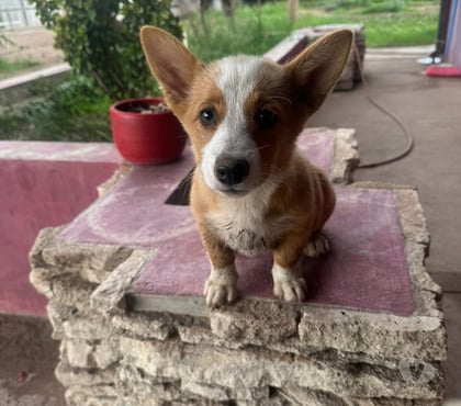 Gatos en Venta Santiago Santiago - Fotos de Corgi pembroke lindos