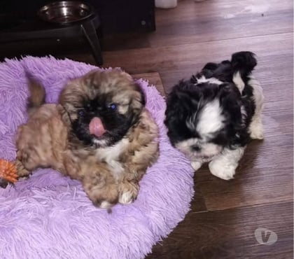 Gatos en Venta Santiago Santiago - Fotos de Shih tzu padres ala vista