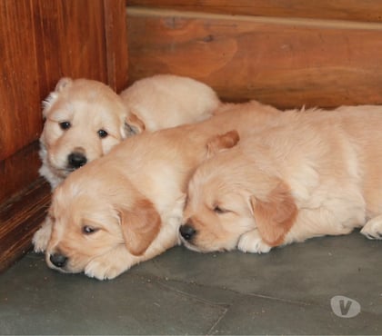 Gatos en Venta Santiago Santiago - Fotos de Nuevos golden retriever