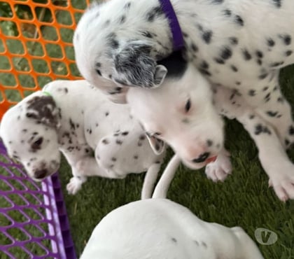 Mascotas en Venta Santiago Santiago - Fotos de Dalmatas padres ala vista