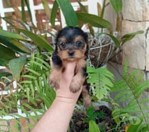 Yorkshire terrier hembra y machos