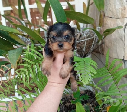 Venta de Mascotas Santiago Santiago - Fotos de Yorkshire terrier hembra y machos