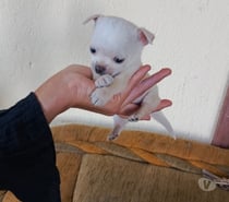Imperdibles chihuahuas
