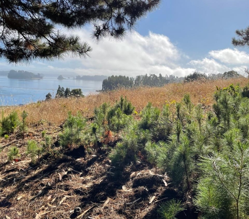 Terrenos Saavedra Cautín - Fotos de venta de terreno - indigena