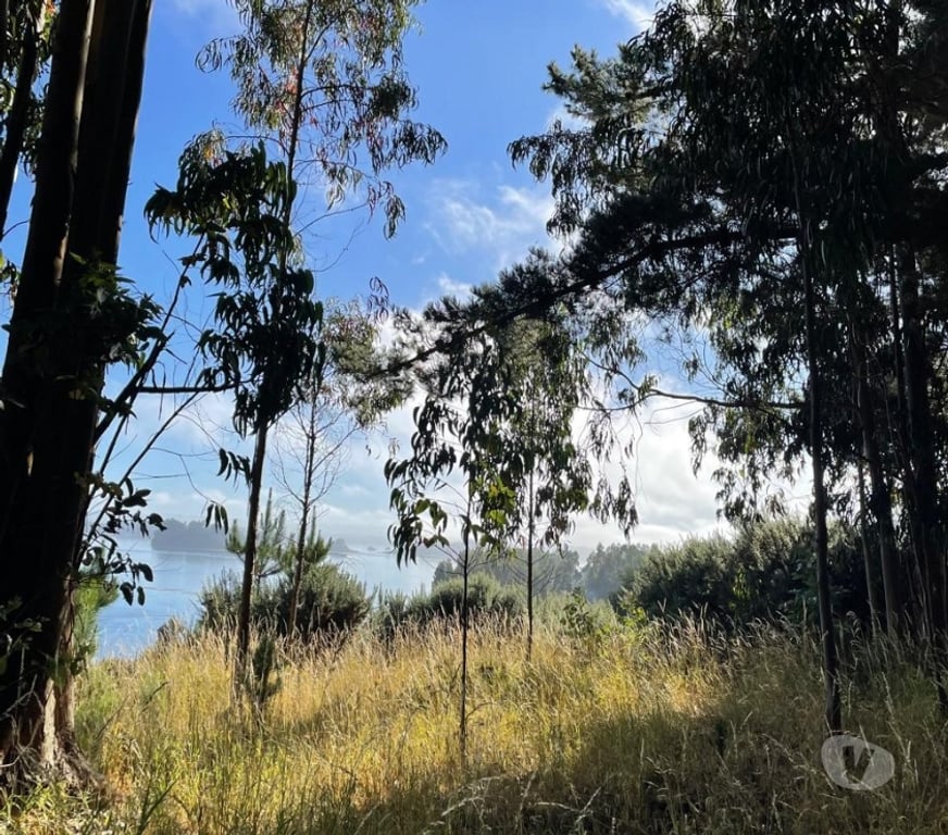 Parcelas en Venta Cautín Saavedra - Fotos de venta de terreno - indigena