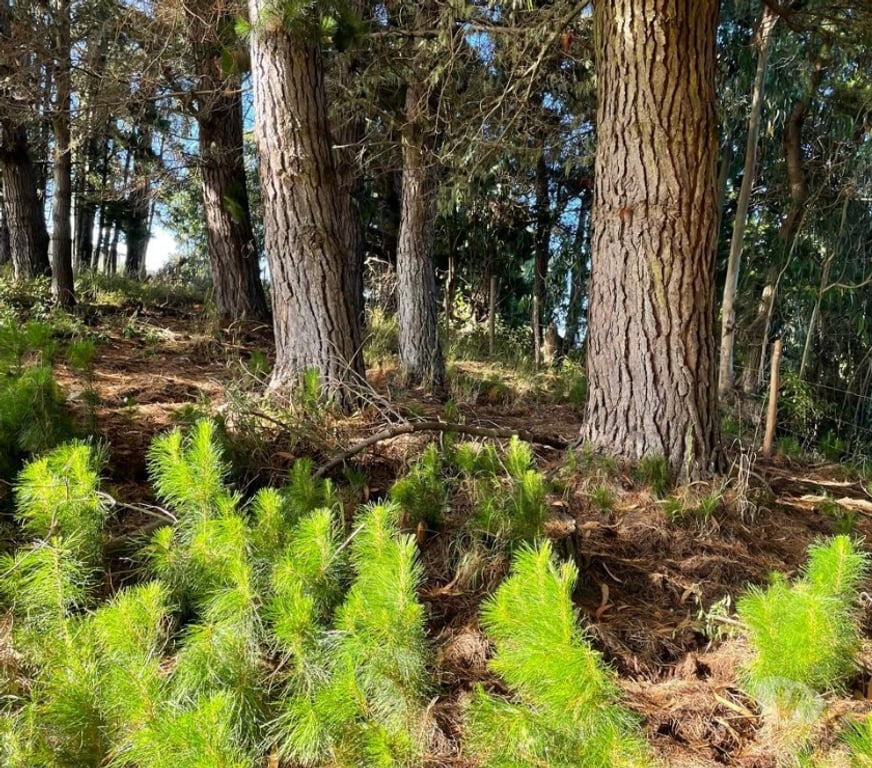 Parcelas en Venta Cautín Saavedra - Fotos de venta de terreno - indigena