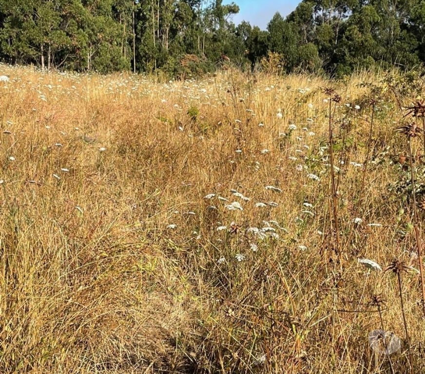 Parcelas en Venta Cautín Saavedra - Fotos de venta de terreno - indigena