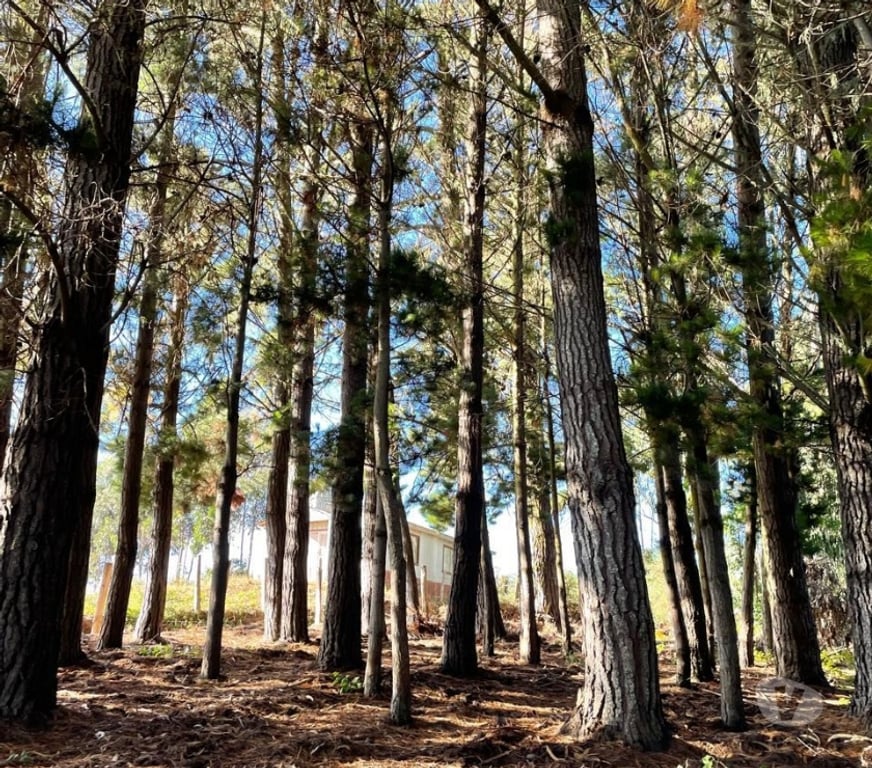 Parcelas en Venta Cautín Saavedra - Fotos de venta de terreno - indigena