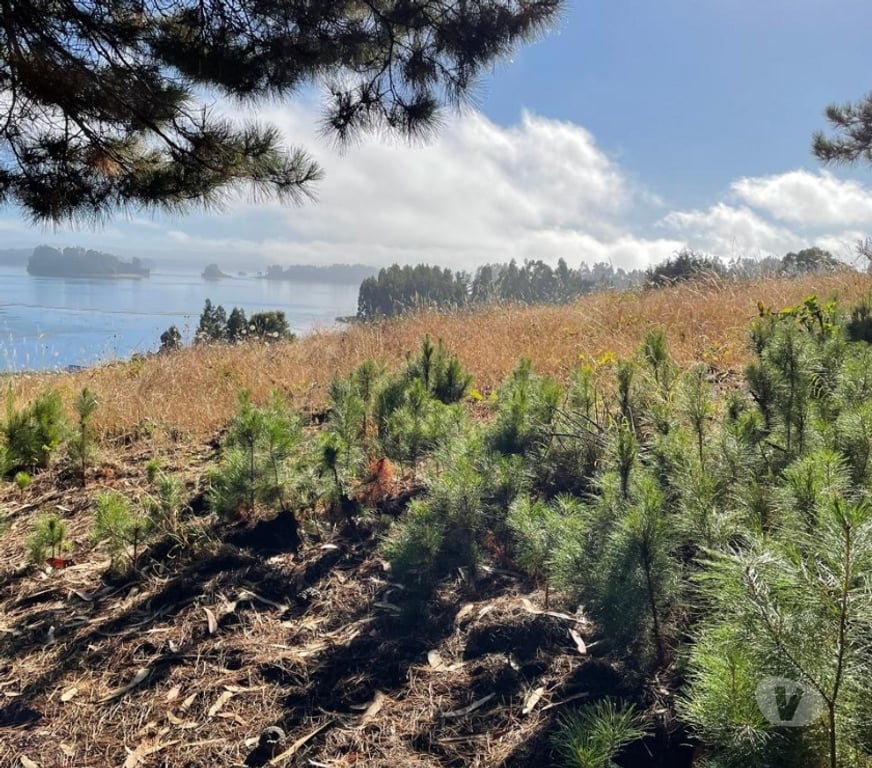 Parcelas en Venta Cautín Saavedra - Fotos de venta de terreno - indigena