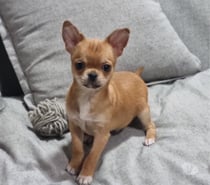 Bello chihuahua