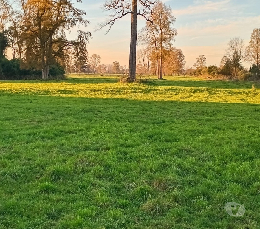 Venta de Haciendas Ranco Río Buen - Fotos de Se vende fundo ganadero y agrícola