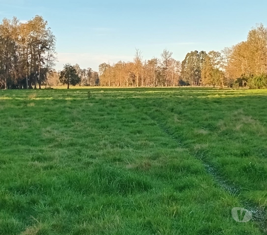 Venta de Haciendas Ranco Río Buen - Fotos de Se vende fundo ganadero y agrícola