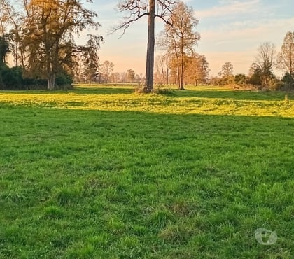 Fundos en Venta Río Buen Ranco - Fotos de Se vende fundo ganadero y agrícola
