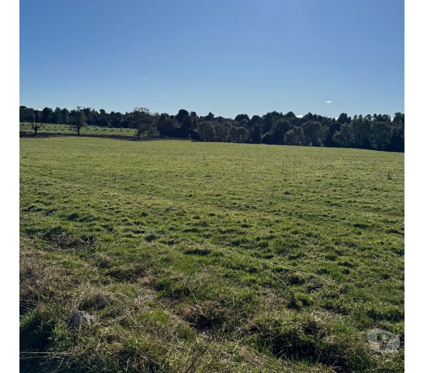 Venta de Haciendas Osorno Puerto Octay - Fotos de Vendió predio fundo en lago Rupanco