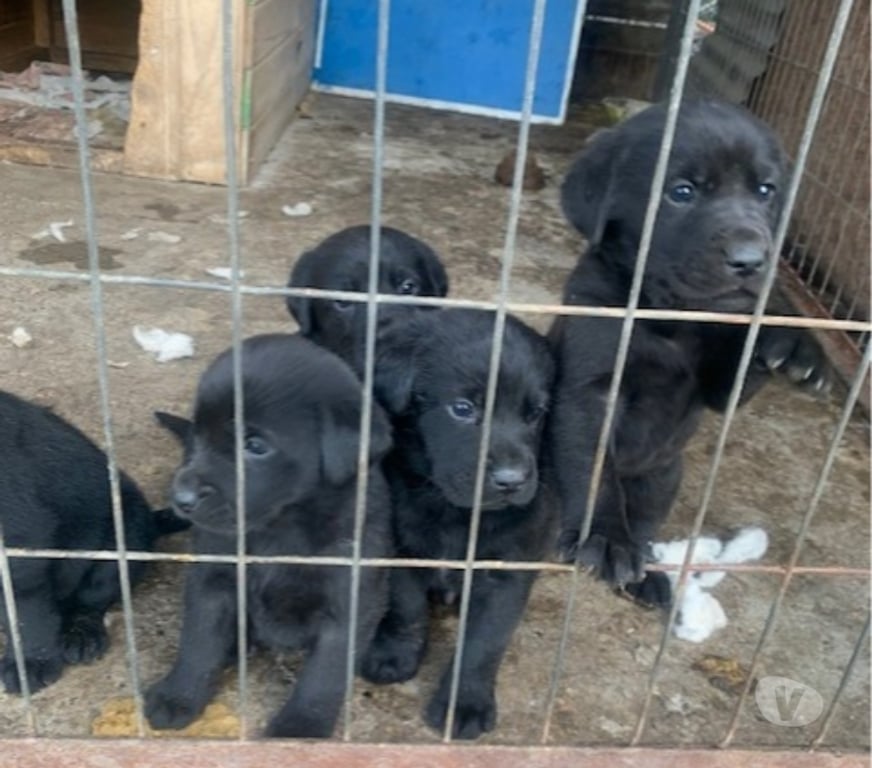 Gatos en Venta Santiago Macul - Fotos de cachorros labradores