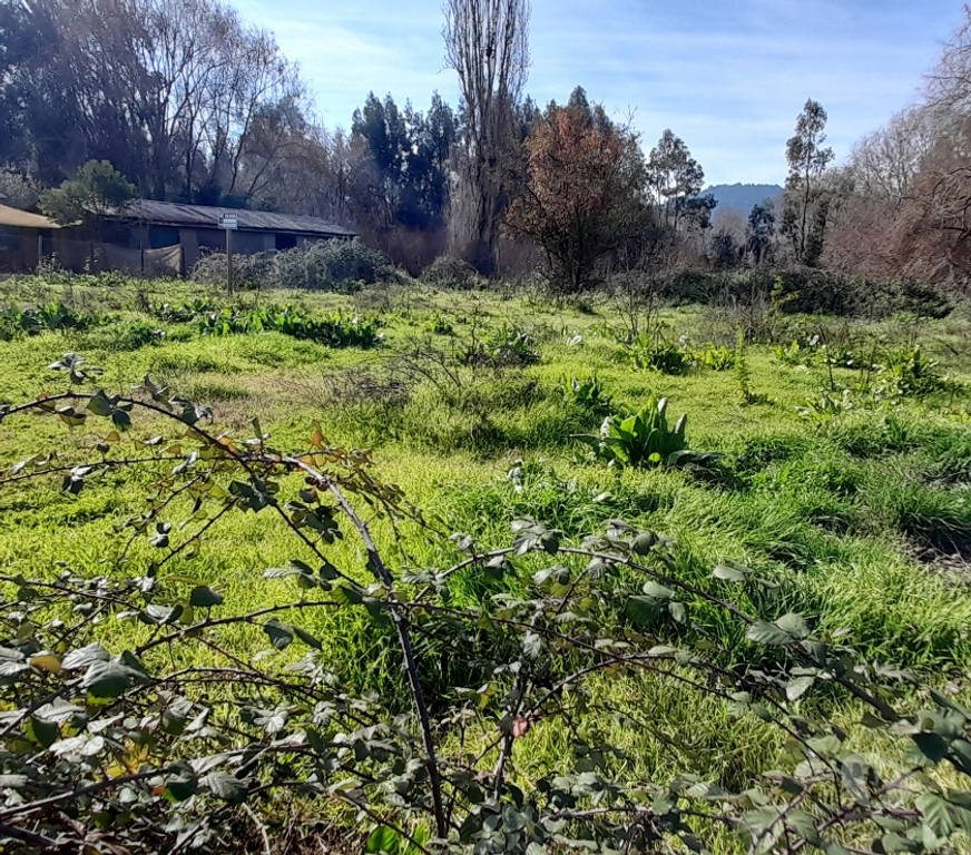 Parcelas en Venta Colchagua Santa Cruz - Fotos de Vendo Terreno 2.500m2 con Rol ubicado en Isla de Yaquil