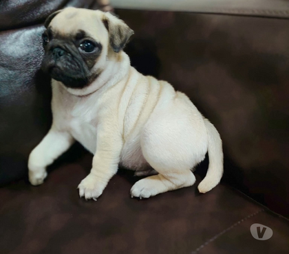 Mascotas en Venta Talca Talca - Fotos de Pug encantadores
