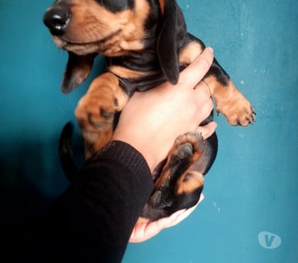 Mascotas en Venta Talca Talca - Fotos de Legitimos salchichas