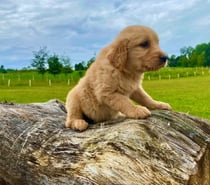 Golden retriever hembra y macho