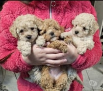 Poodle toy 2 hembras 1 macho