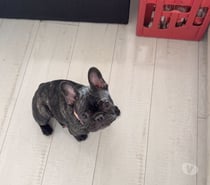 Hembra 6 meses bulldog francés $380.000
